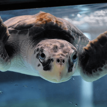 Flipgrid Live Event: Sea Turtle Rehab