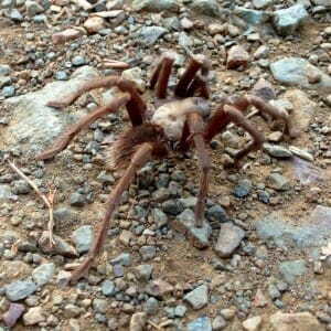 Tarantula Hikes at Mount Diable 300x300