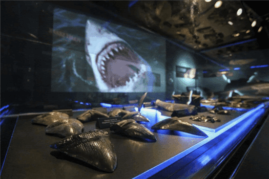 Sharks Exhibit Comes to Academy