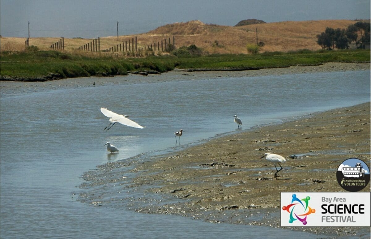 Earth Day Baylands Tour | Eco Center