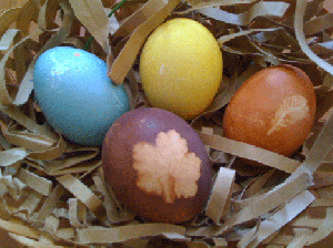 Naturally Dyed Eggs UC Botanical Garden