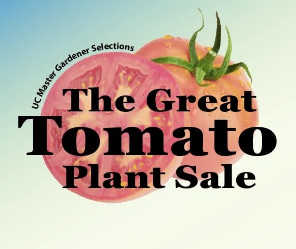 Contra costa Great Tomato Plant Sale