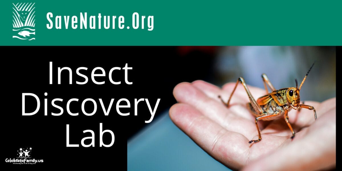 Insect Discovery Lab | Sunset Lib