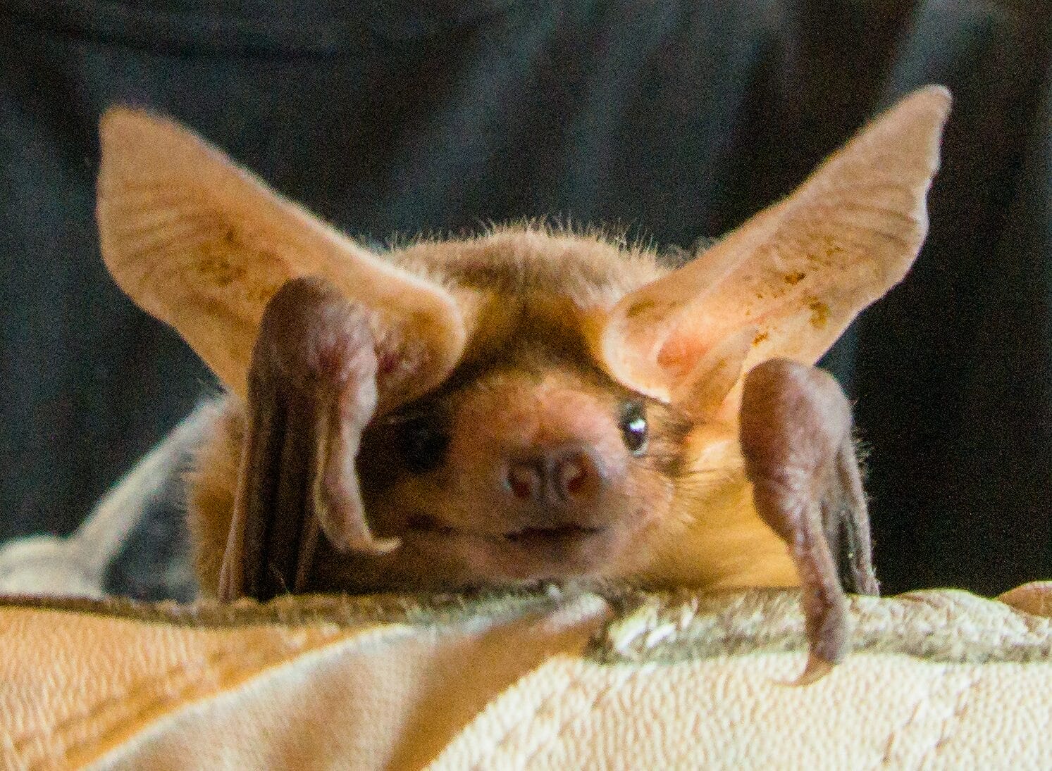 NorCal Bats | Santa Teresa Lib