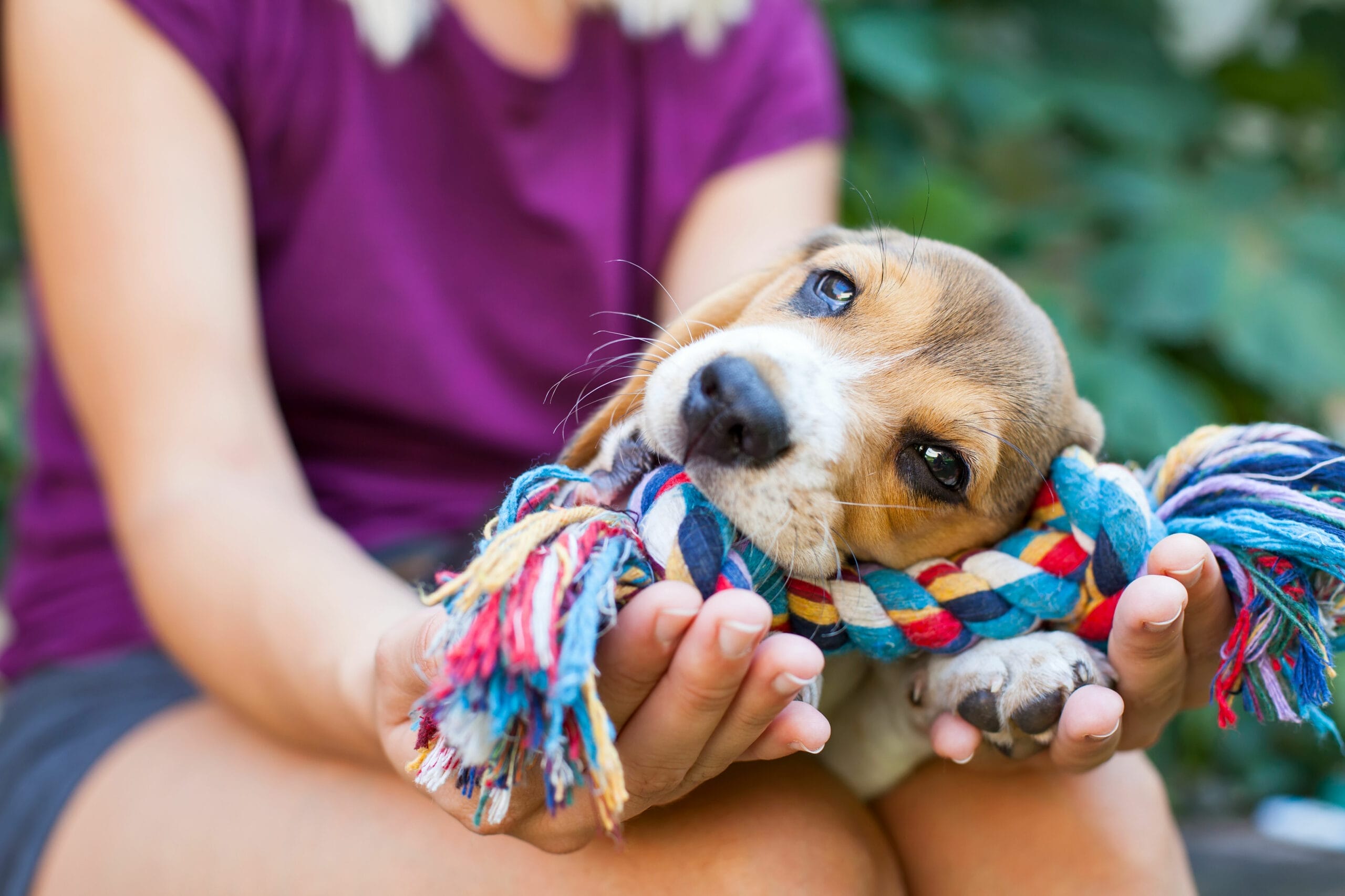 San Jose LIbrary Pupcycled Make a Toy for a Dog in Need