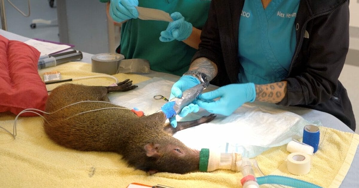 Oakland Zoo Veterinary Hospital Tours