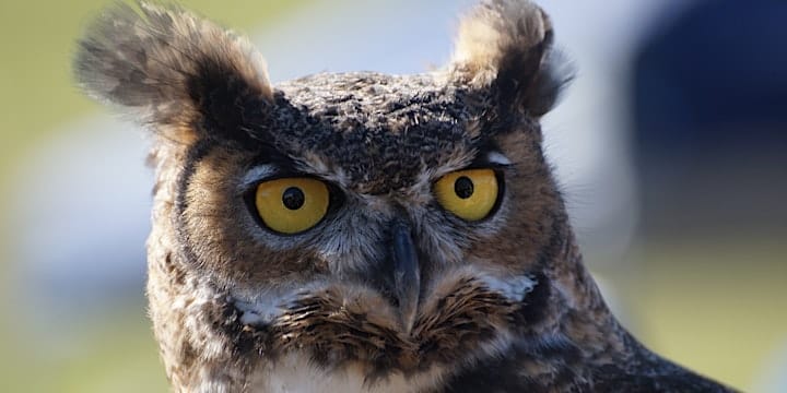 Raptor Fest | Rancho San Vicente