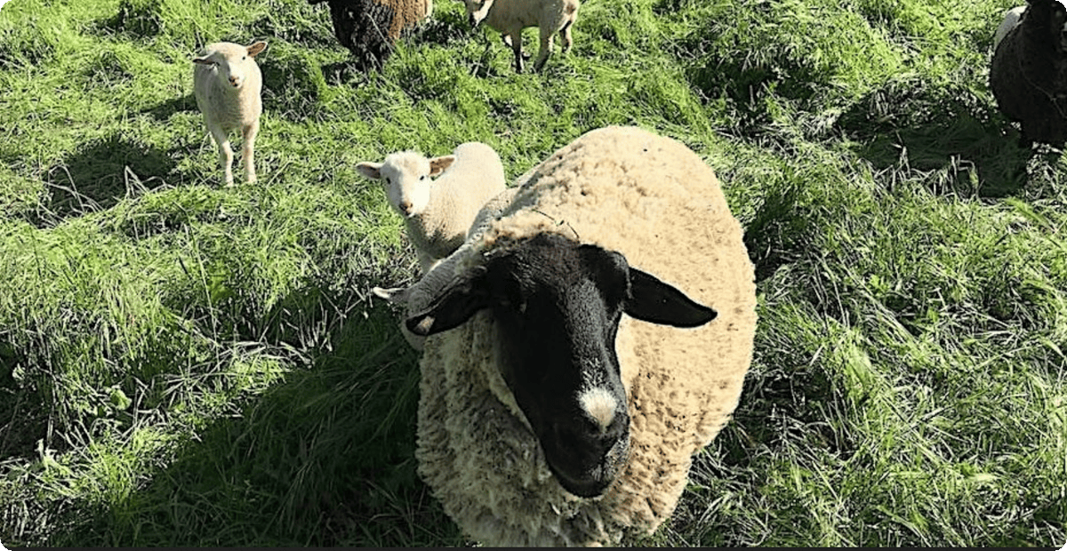 Sheep Shearing and Fiber Arts Festival